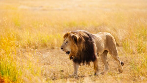 Lion In African Safari Wallpaper In 4k