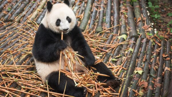 Cute Panda Eating Bamboo Wallpaper In Hd