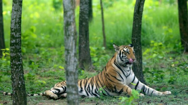 Royal Bengal Tiger In Green Forest Wallpaper In High Resolution