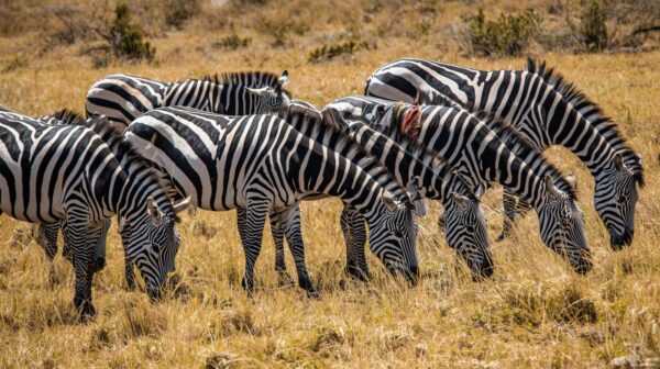freewallpapers4u 24 Beautiful Zebras Grazing In Open Field Under Sunlight – Stunning Animal Wallpapers Collection